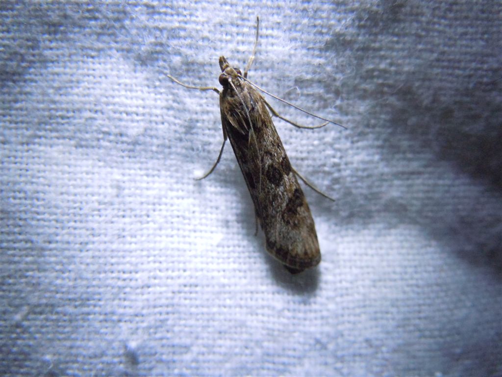 Nomophila noctuella?